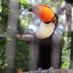 Bird Gardens -  Toucan