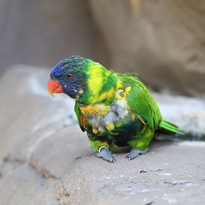 Bird Gardens: Lory Landing - Lorikeet