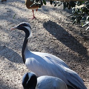 Bird Gardens: Kookaburra’s Nest - Demoiselle Crane