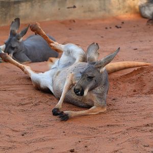 Kangaroo Walkabout - Red Kangaroo
