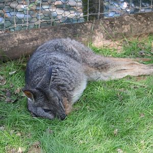 Kangaroo Walkabout - Tammar Wallaby
