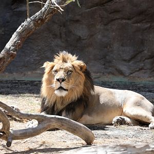 lion (Panthera leo)