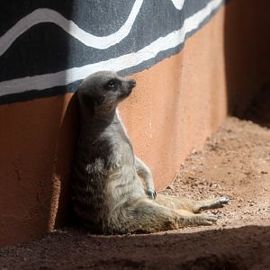 meerkat (Suricata suricatta)
