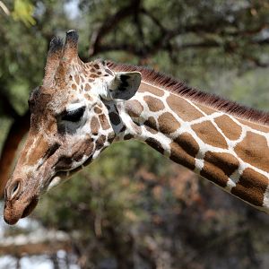reticulated giraffe (Giraffa reticulata)
