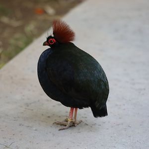 Crested partridge (Rollulus rouloul)
