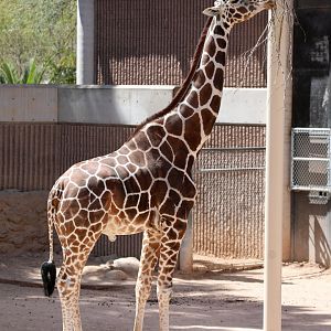 reticulated giraffe (Giraffa reticulata)