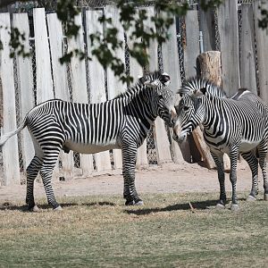 Grévy's zebra (Equus grevyi)