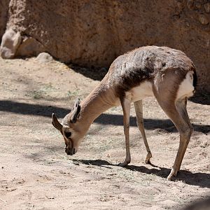 Speke's gazelle (Gazella spekei)