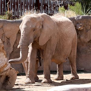 African bush elephant (Loxodonta africana)