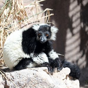 black-and-white ruffed lemur (Varecia variegata)