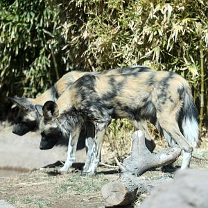 African wild dog (Lycaon pictus)