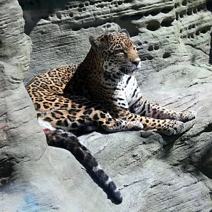 jaguar (Panthera onca)