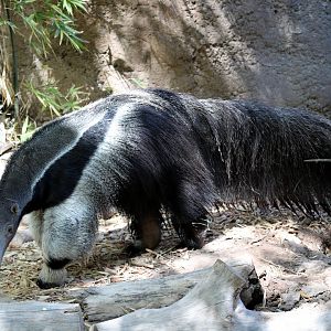 giant anteater (Myrmecophaga tridactyla)