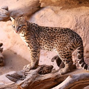 ocelot (Leopardus pardalis)