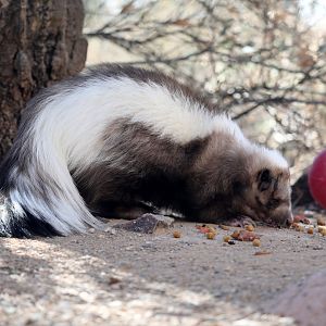 striped skunk (Mephitis mephitis)