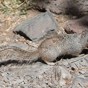 Arizona rock squirrel (Otospermophilus variegatus grammurus)