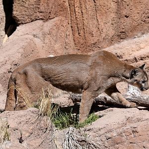 cougar (Puma concolor)
