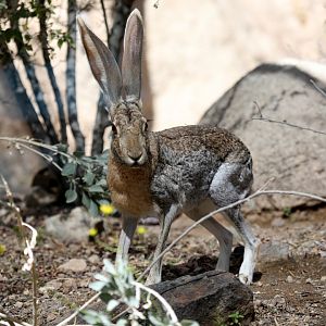 antelope jackrabbit (Lepus alleni)
