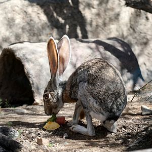 antelope jackrabbit (Lepus alleni)
