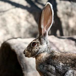antelope jackrabbit (Lepus alleni)