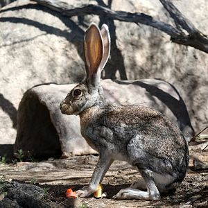 antelope jackrabbit (Lepus alleni)
