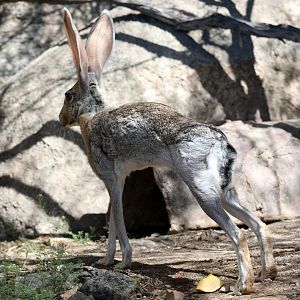 antelope jackrabbit (Lepus alleni)