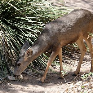 Desert mule deer (Odocoileus hemionus eremicus)