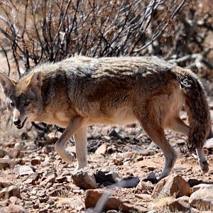 coyote (Canis latrans)