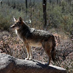 coyote (Canis latrans)