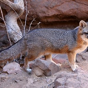 gray fox (Urocyon cinereoargenteus)