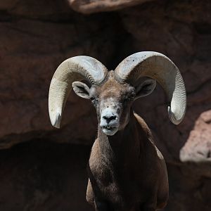 bighorn sheep (Ovis canadensis)