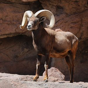 bighorn sheep (Ovis canadensis)