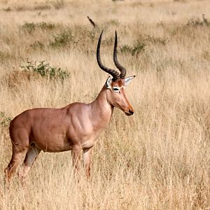 hirola (Beatragus hunteri)