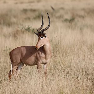 hirola (Beatragus hunteri)