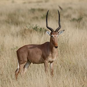 hirola (Beatragus hunteri)