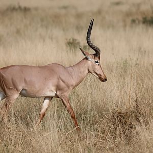 hirola (Beatragus hunteri)