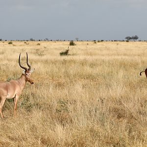 hirola (Beatragus hunteri) & Coke's hartebeest (Alcelaphus buselaphus cokii)