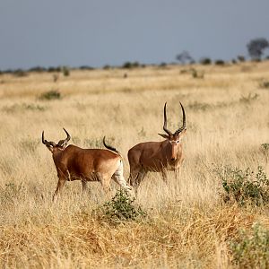 hirola (Beatragus hunteri) & Coke's hartebeest (Alcelaphus buselaphus cokii) squaring off