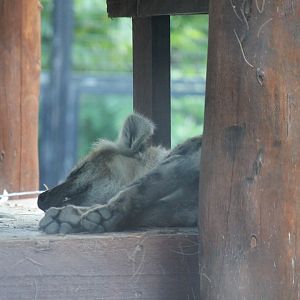 Spotted Hyena