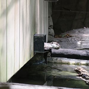 Asian Small-clawed Otter