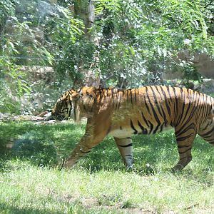 Sumatran Tiger