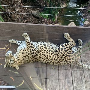 Male Sri Lankan Leopard