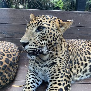 Sri Lankan Leopard