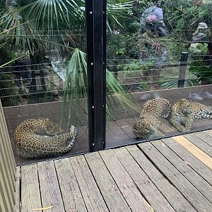 Leopard Viewing Area