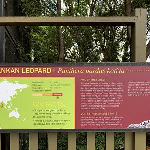 Sri Lankan Leopard Sign