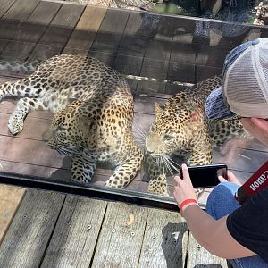 Leopard Viewing