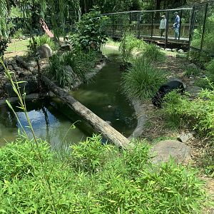 Sun Bear Exhibit