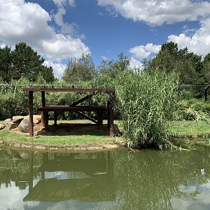 Empty Big Cat Enclosure