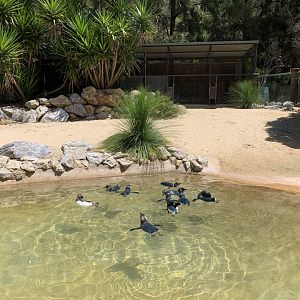 Little Penguin Exhibit