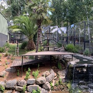 Black-capped Capuchin Exhibit